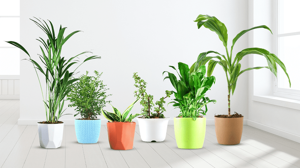5 Humidifying Plants to Beat the Dry Indoor Air