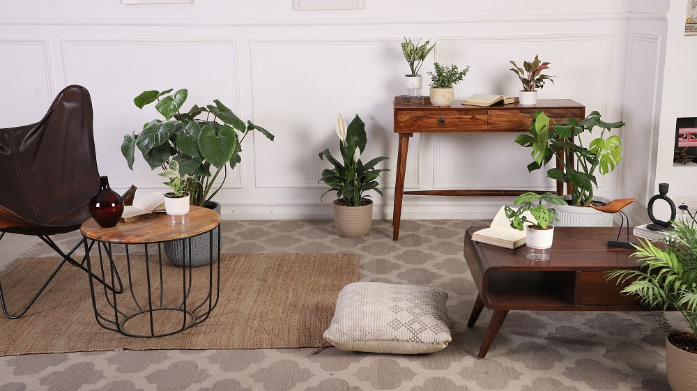 The Benefits of Buying Plants Online- Convenience, Variety, and Quality