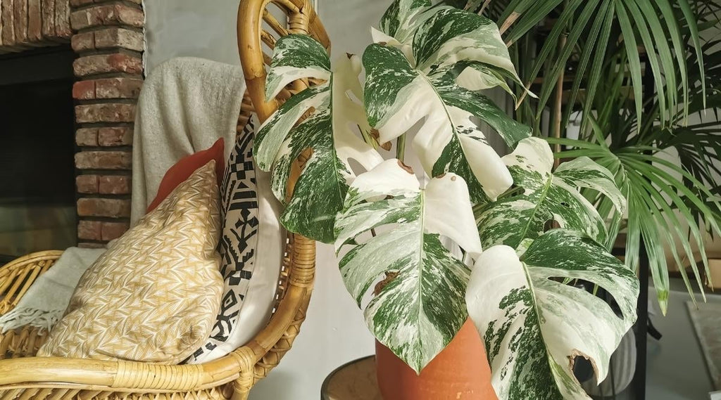 Discovering the Best Variegated Plants for Your Home and How to Care for Them