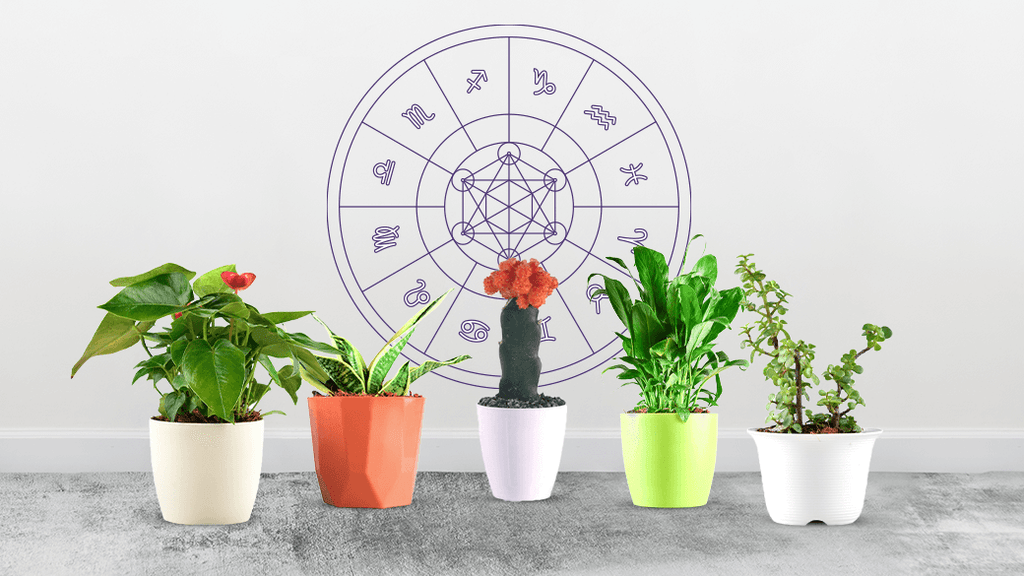 Plants Best Suited With Your Zodiac Sign