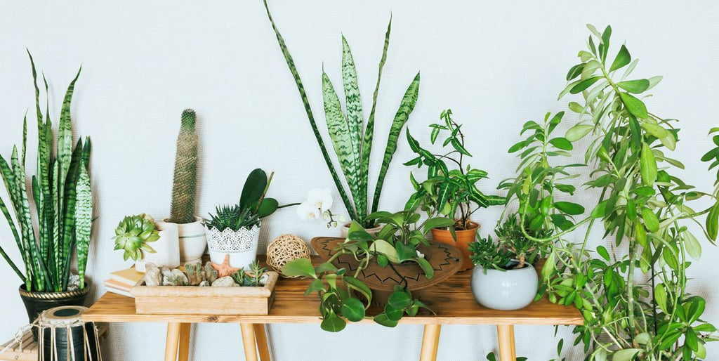 5 Houseplants That Can Improve Your Mental Health