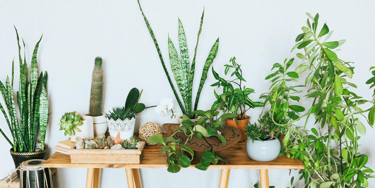 5 Houseplants That Can Improve Your Mental Health - Unlimited Greens