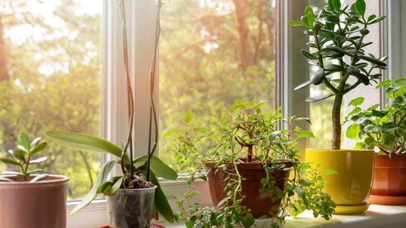 How To Protect Plants From Heat and Sun- The Benefits Of Terracotta Pots