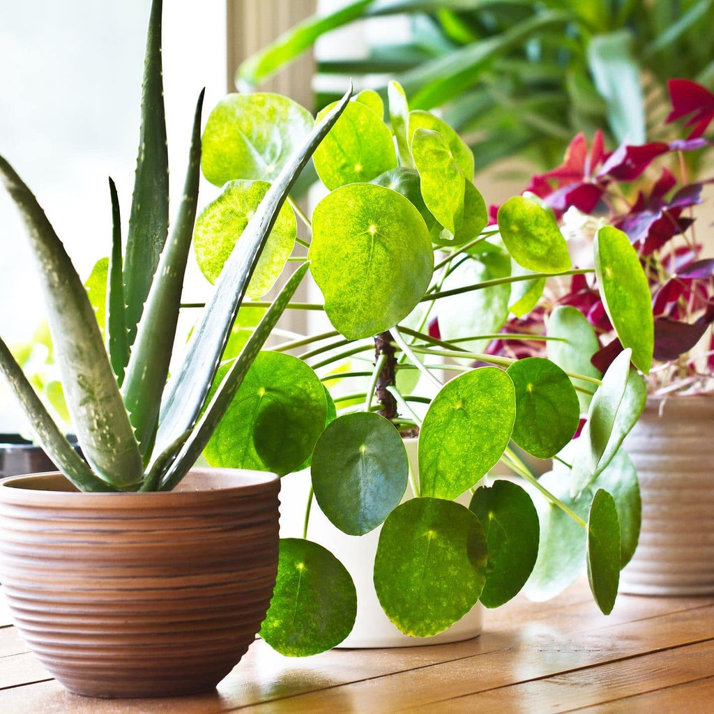 What Are the Psychological Benefits of Plants?