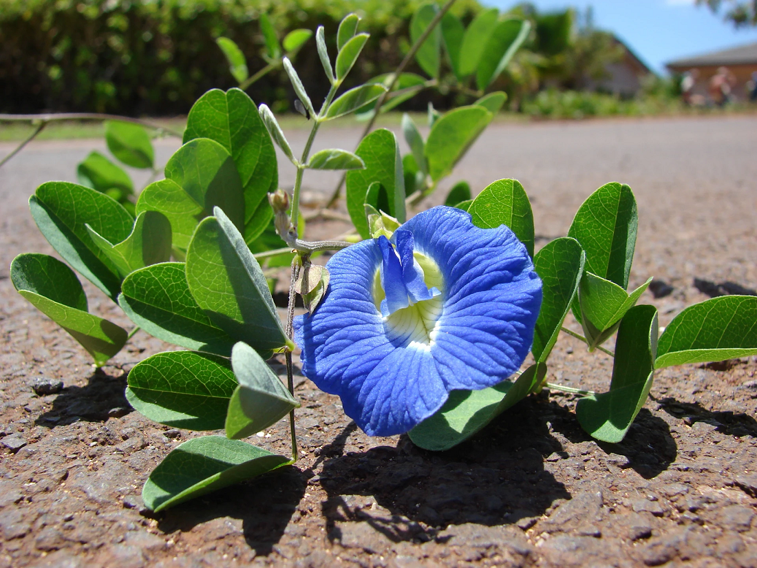 Aparajita Plant Benefits: The Sacred Bloom That Brings Peace & Positivity Home
