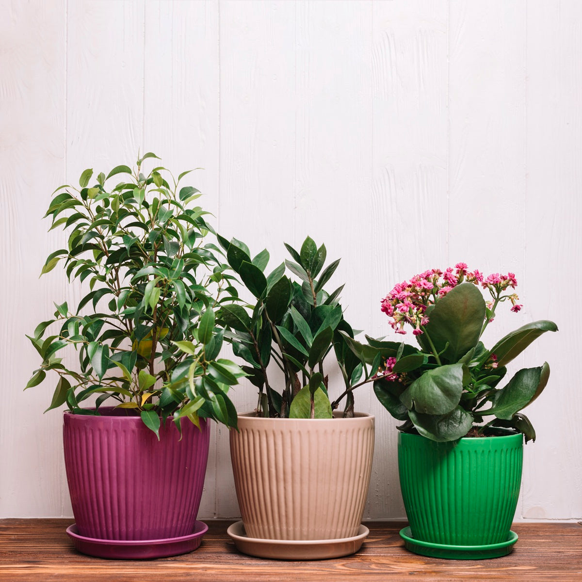 5 Small Indoor Plants That Never Die: Best Low Maintenance Indoor Plants for Every Home