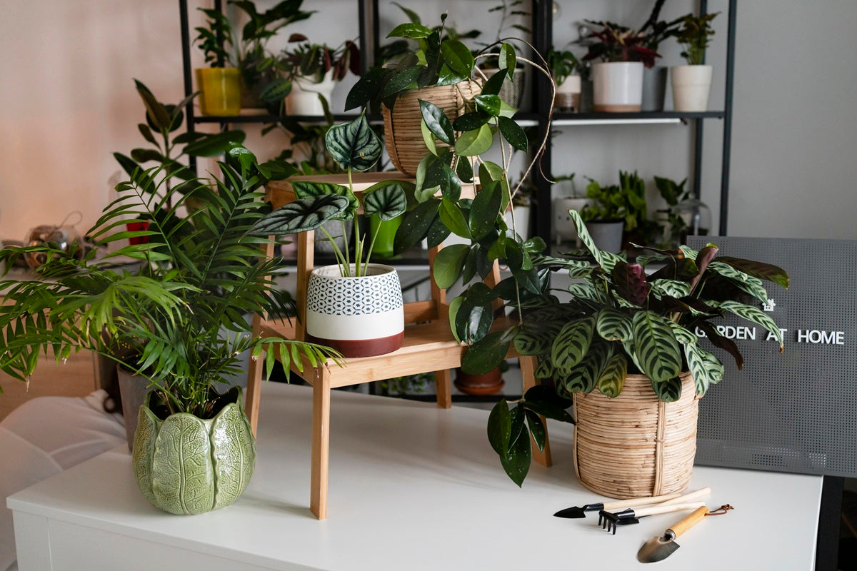 Best Place to Buy Plants Online in India