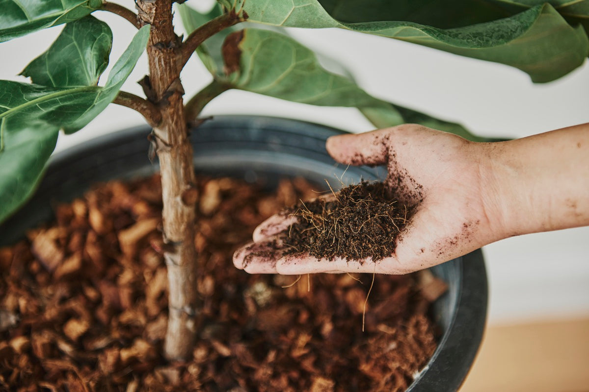 Common Plant Problems: When to Use Neem Oil, Fungicide, Epsom Salt & More