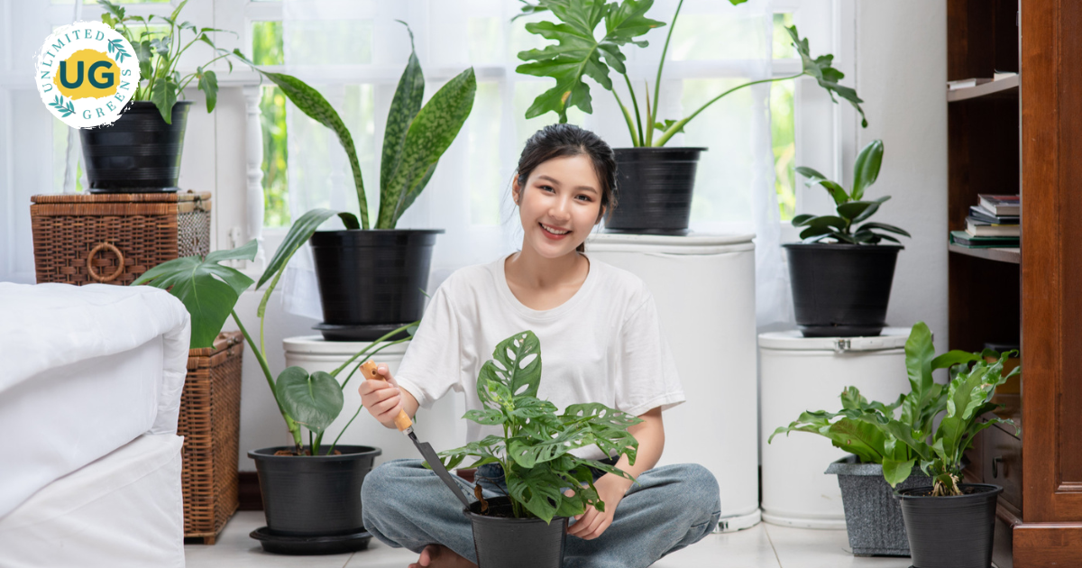 7 Best Vaastu Plants for your Home