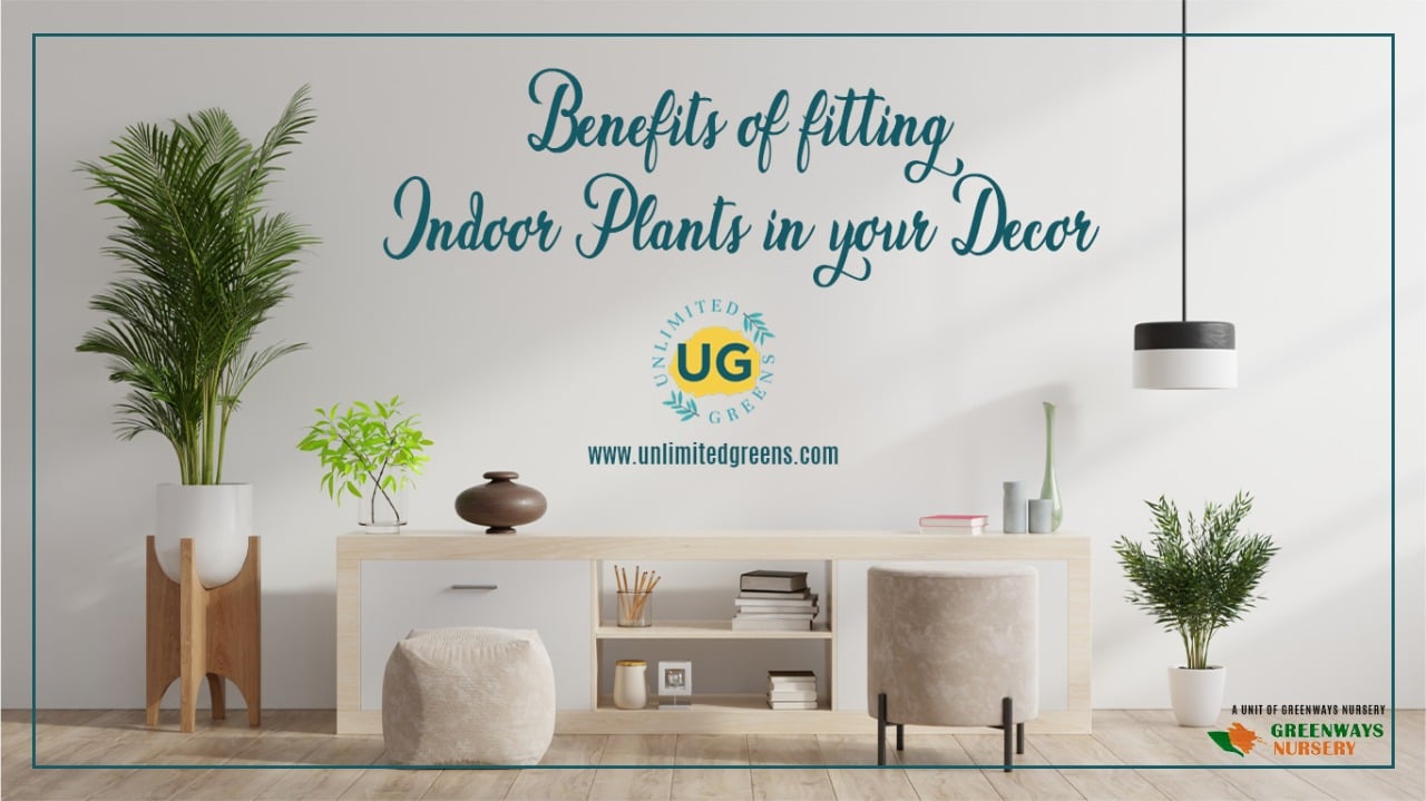 Benefits of fitting indoor plants in your Decor, Unlimited Greens
