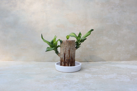 How to Care for Brazilian Wood Plant Indoors