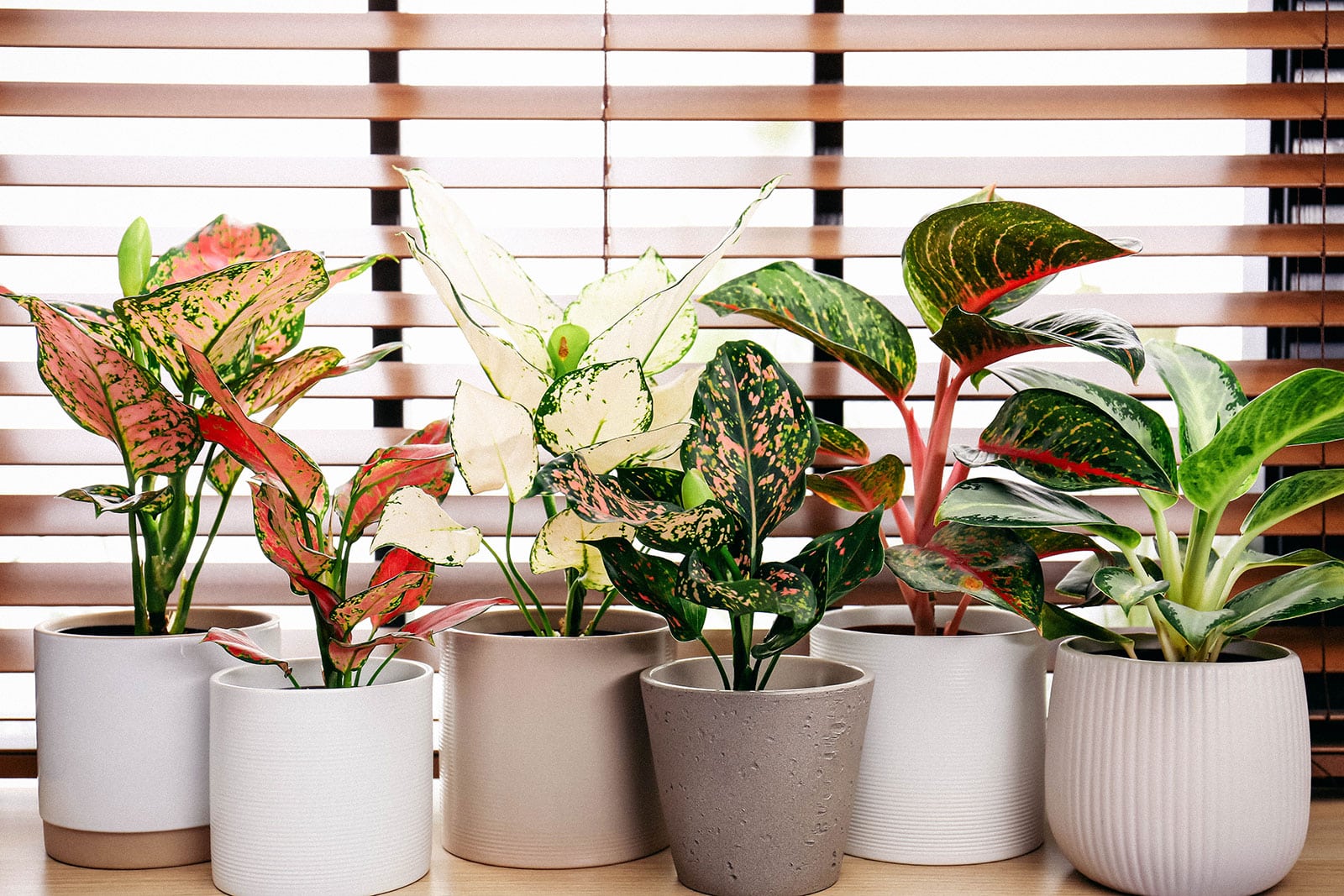 7 Aglaonemas To Make Your Home Tropical
