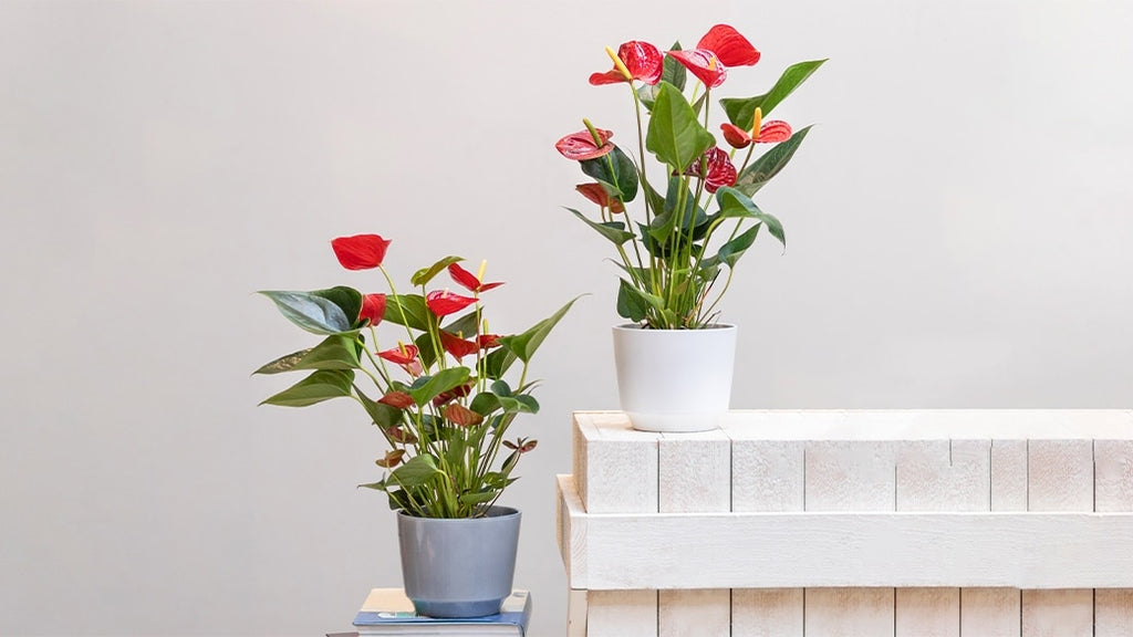 How To Take Care Of An Anthurium Pot Plant And Cut Flower!