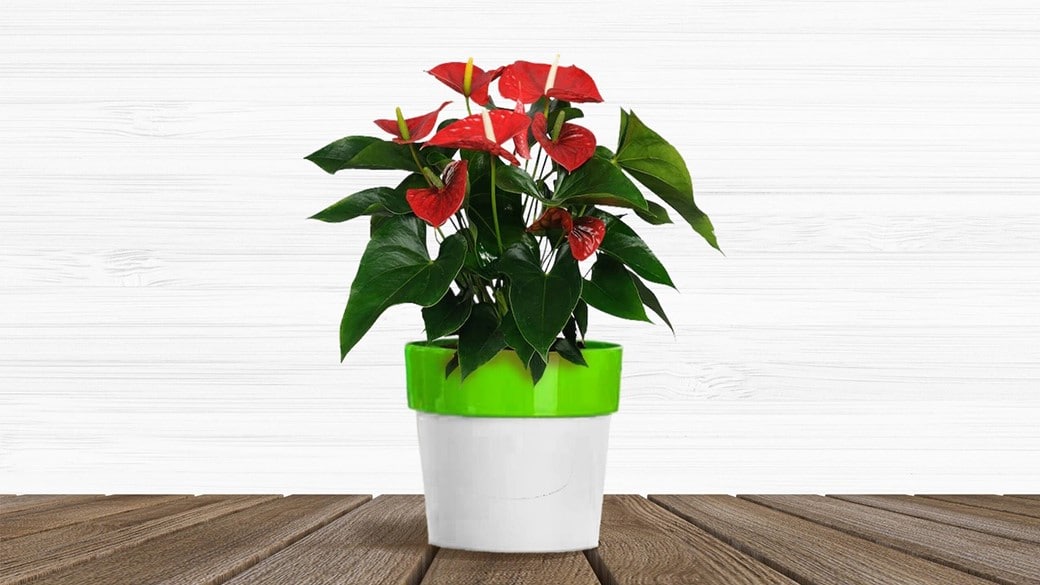 anthurium plant