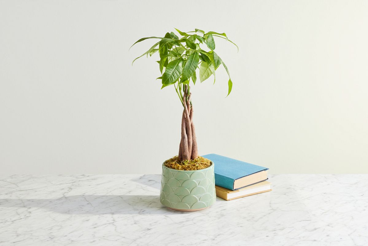 Why Pachira Aquatica is One of the Best Indoor Plants for Homes | Complete Care & Benefits Guide
