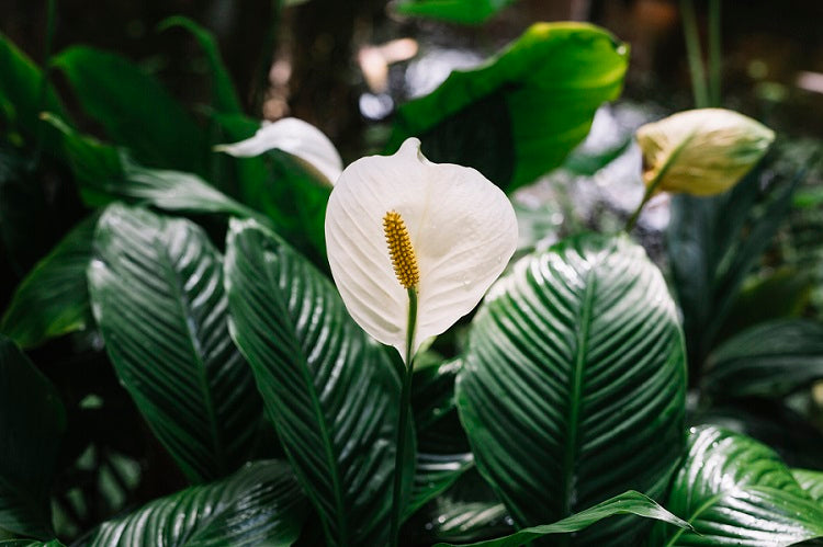 How to Care for a Peace Lily Houseplant