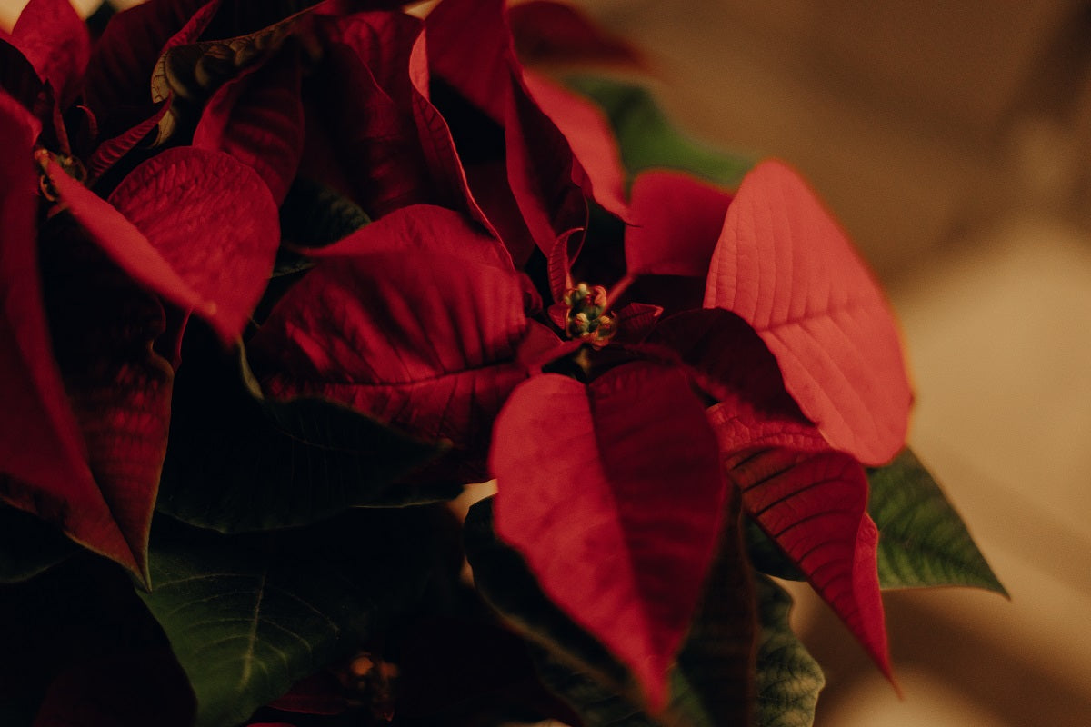 Poinsettia Care Guide: Keep Your Festive Plant Thriving All Season
