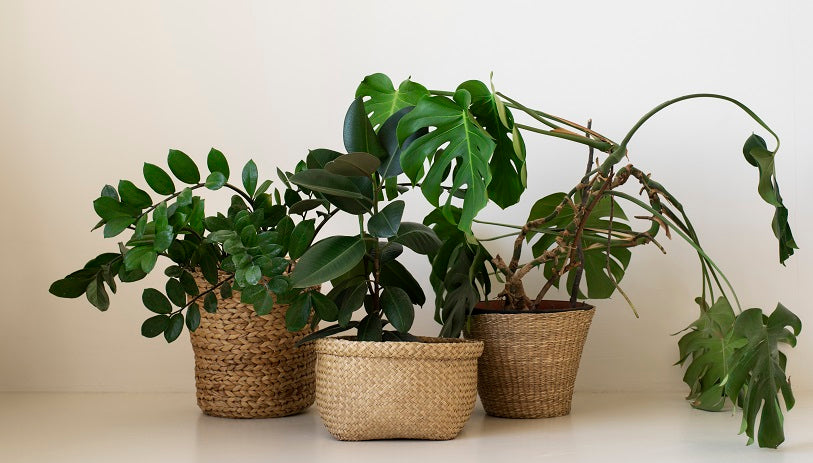 5 Plants You Can't Resist Adding to Your Collection