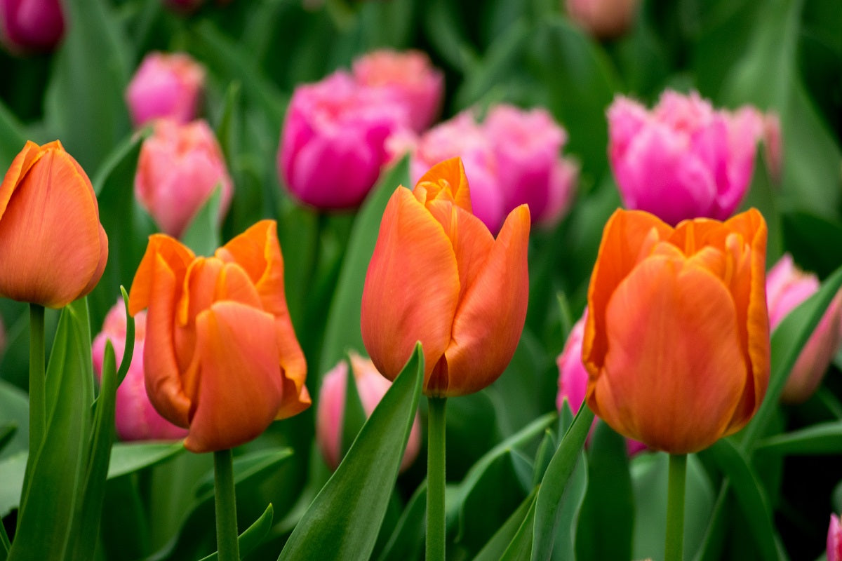 How to Plant Tulip Bulbs: A Step-by-Step Winter Planting Guide