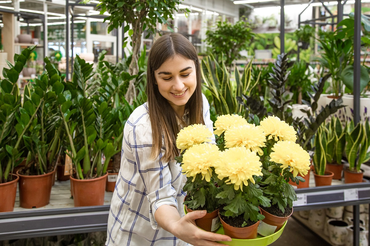 Chrysanthemum Care: How to Grow, Nurture & Enjoy This Stunning Bloomer