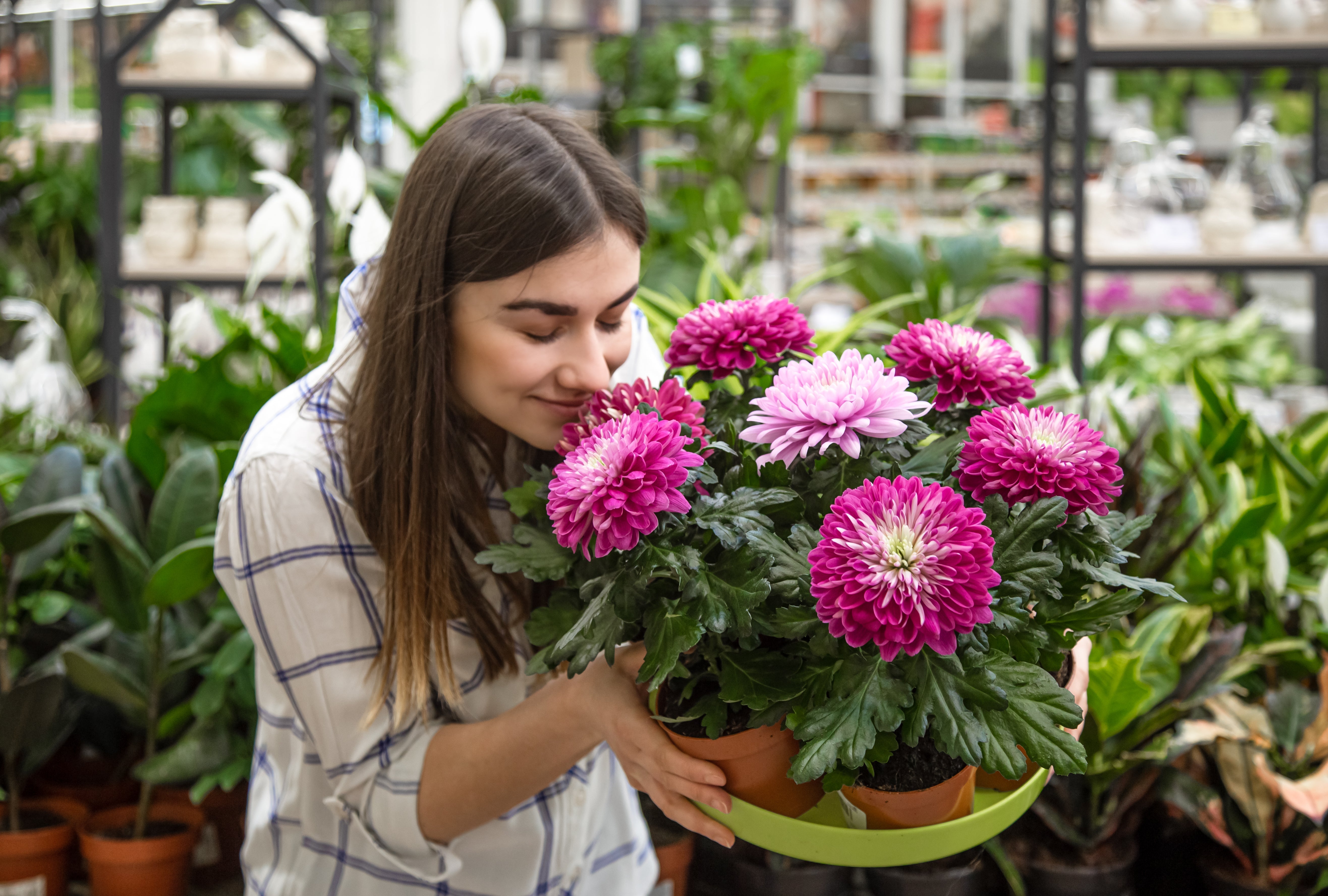 6 Best Fragrant Flowering Plants for Your Home