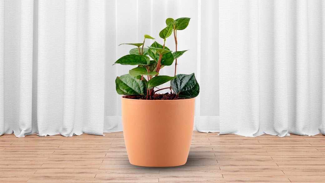 betel leaves paan plant online , Indoor plants online Unlimited Greens