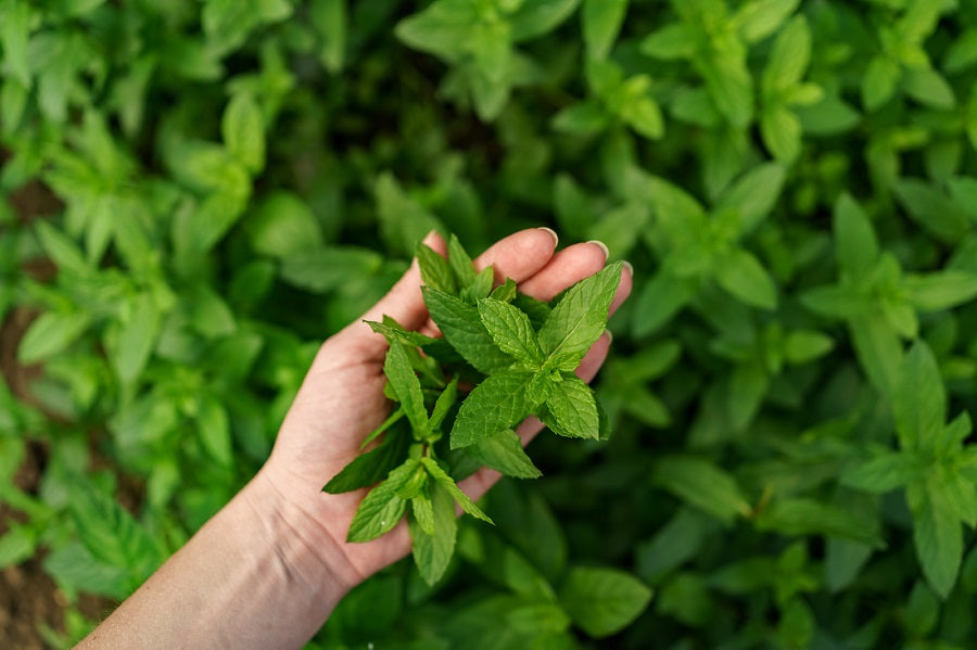 How to Care for a Tulsi Plant at Home: Benefits & Facts