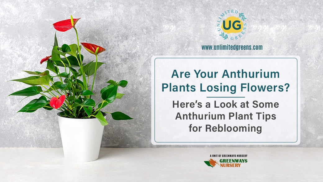 buy Anthurium online Unlimited Greens