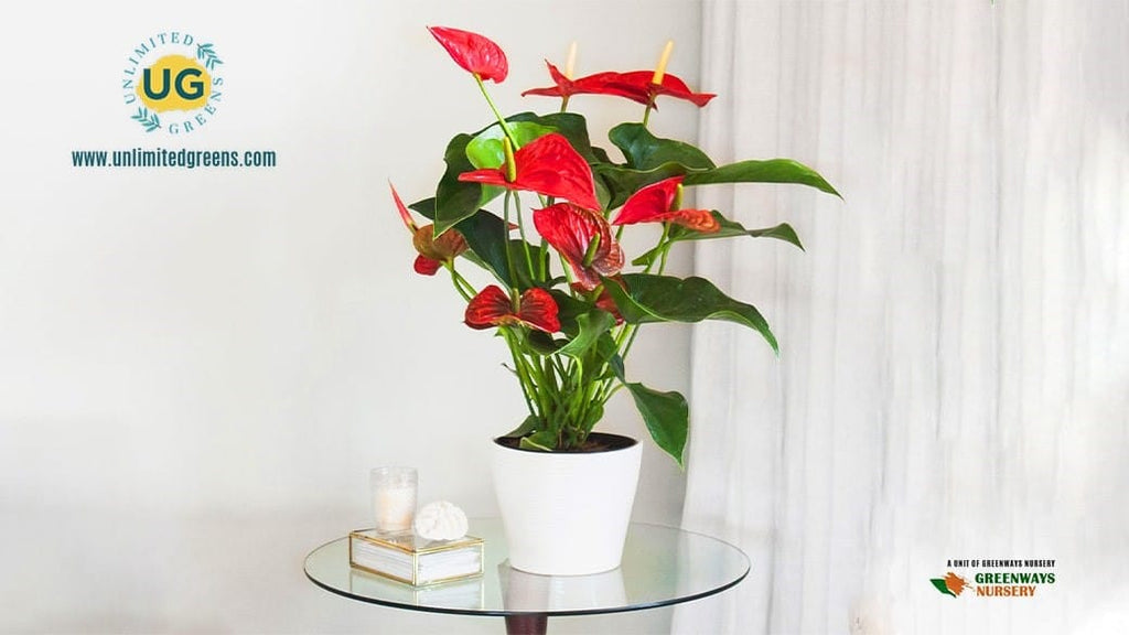 The 6 Biggest Anthurium Care Mistakes (and How to Avoid Them)
