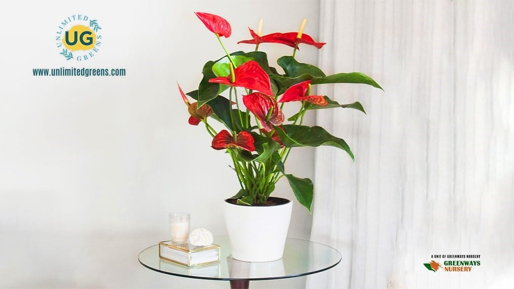 anthurium plant online India Unlimited Greens