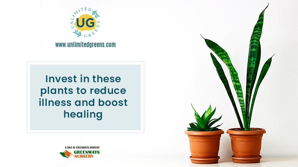 buy plants online Unlimited Greens