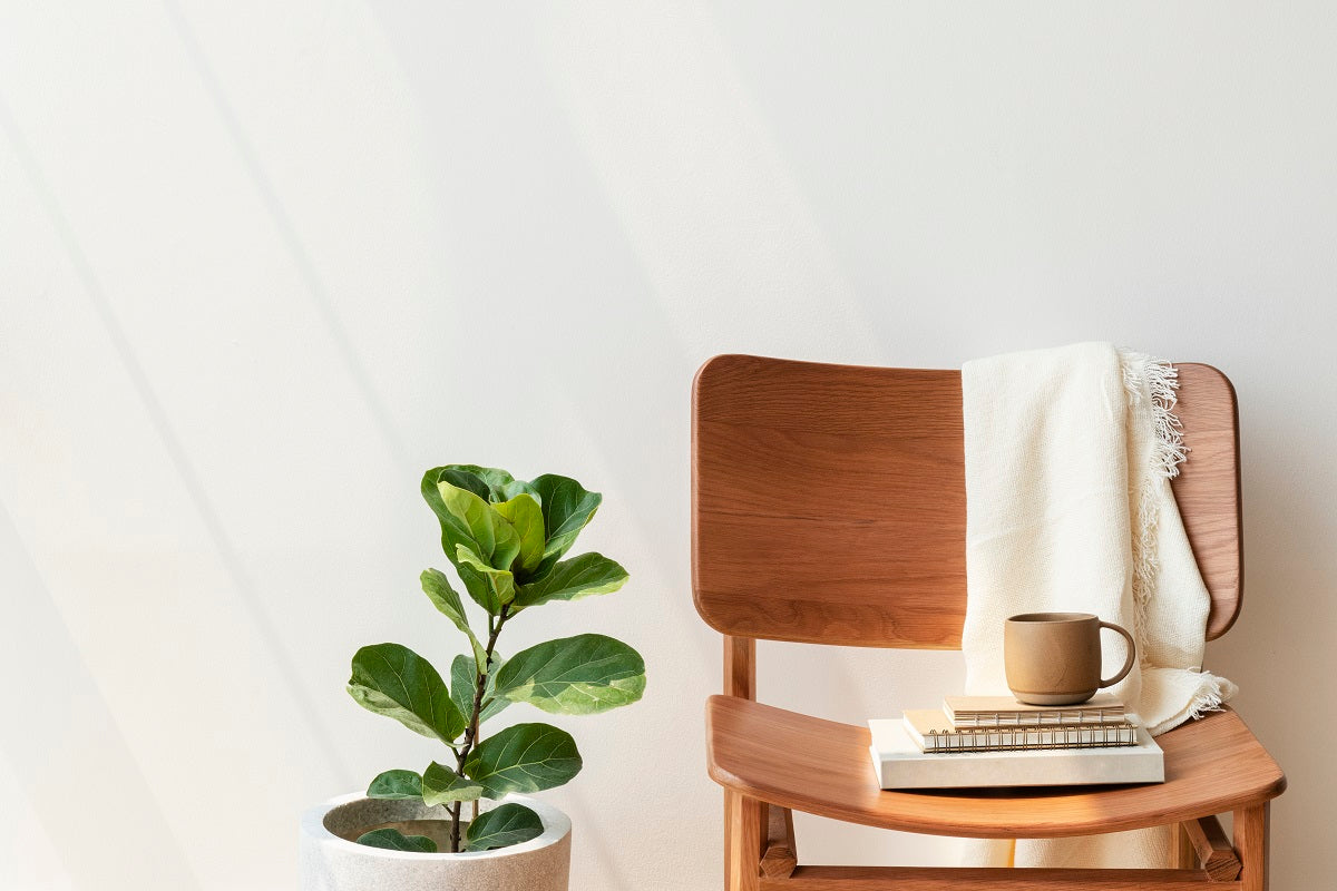 Fiddle Leaf Fig Care: Benefits, Tips & Complete Growing Guide