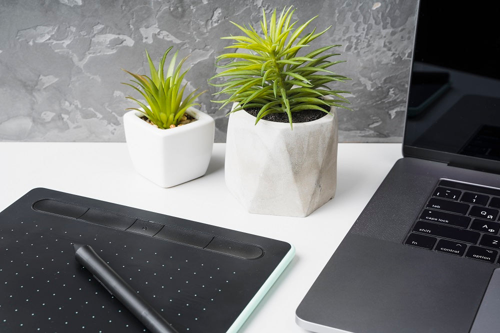 Brighten Up Your Workspace: 5 Indoor Plants Perfect for Office Desks