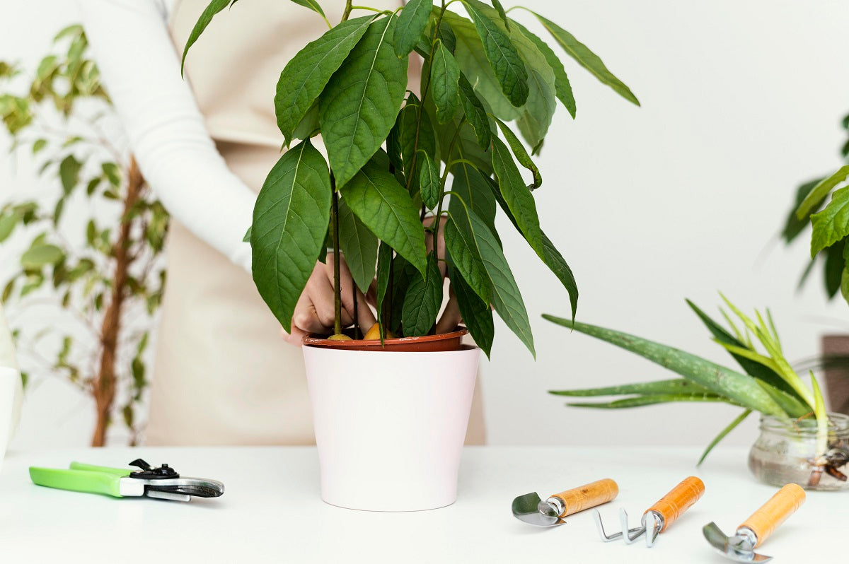 Pachira Plant: Why This Air-Purifying Beauty Deserves a Spot in Your Home