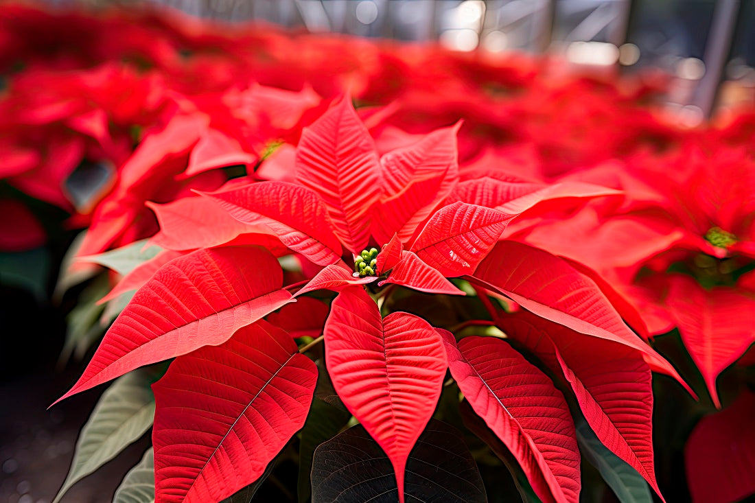 How to Keep Your Poinsettia Healthy All Year Long