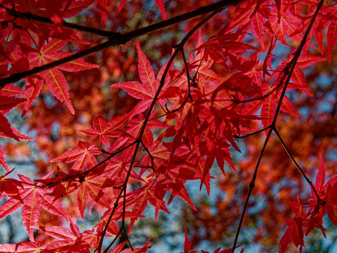Maple Varieties That Work Best in India