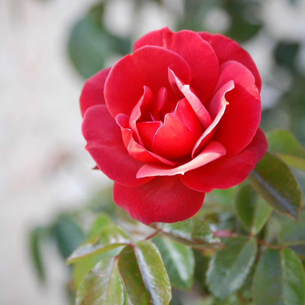 How to Get More Flowers on Your Rose Plants Using Baking Soda: A Home Remedy