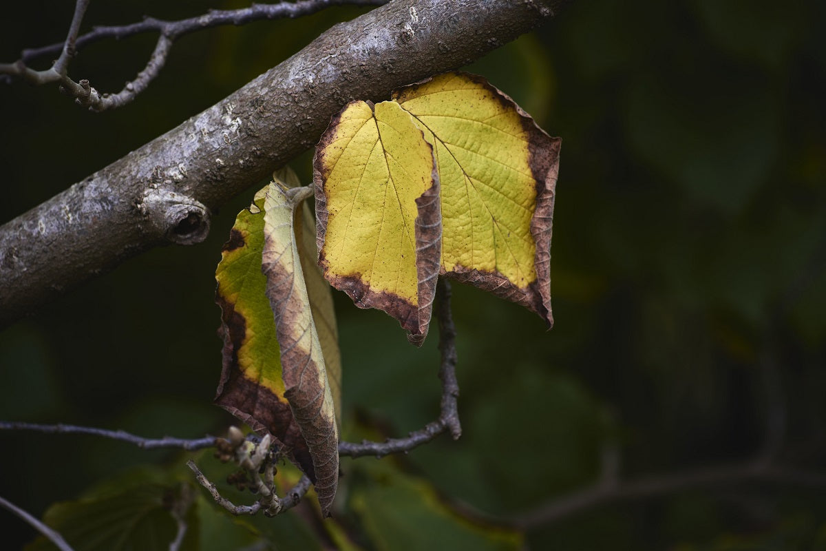 Yellow Leaves Problem in Plants — Complete Diagnosis & Fix Guide
