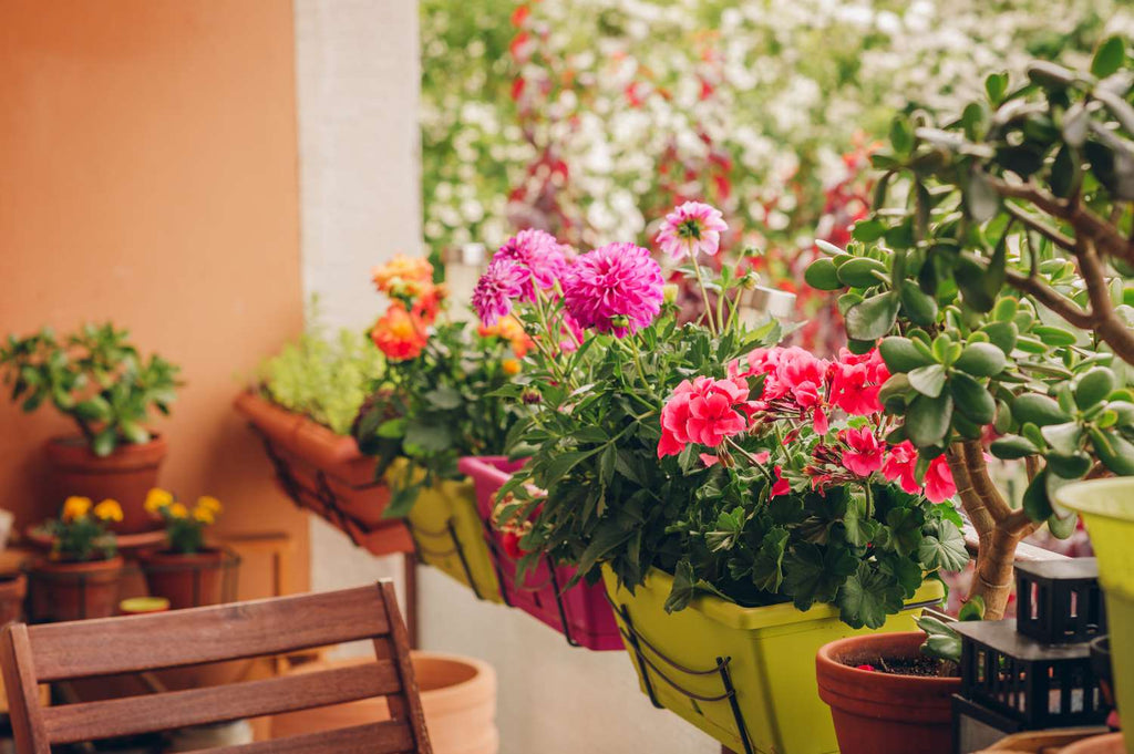 4 Must-Have Plants for Flats & Apartments Owners