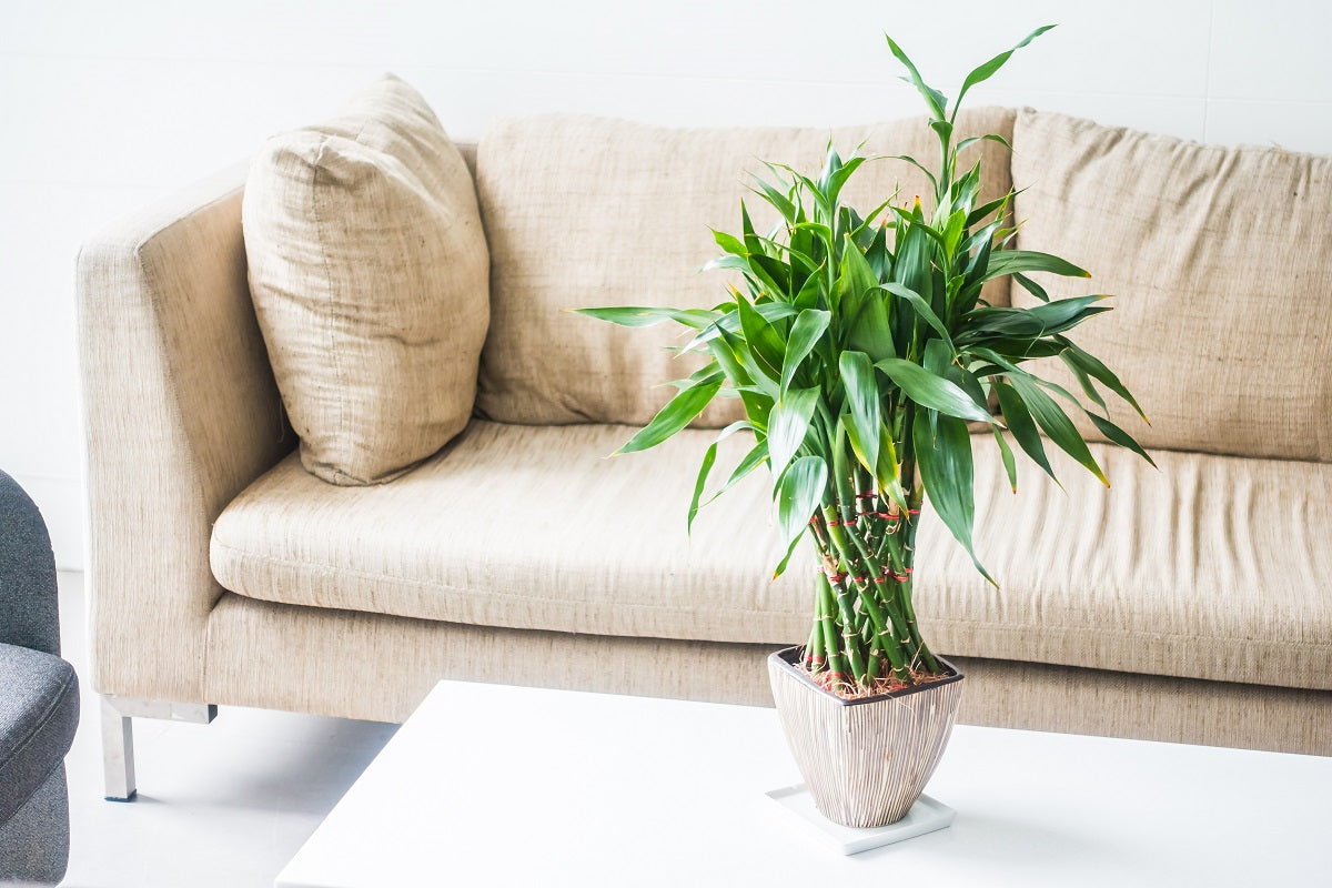 Best Vastu Plants for Home: Gifts for New Beginnings