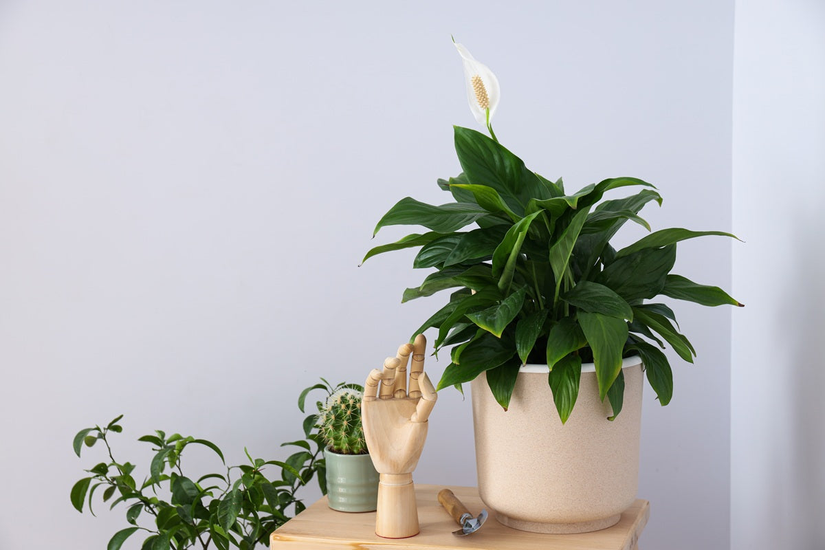 Best Indoor Plants for Air Quality: 10 Air Purifying Plants for Your Home