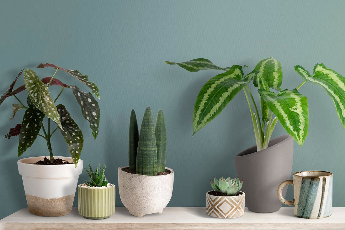 10 Best House Plants for Every Room in Your Home