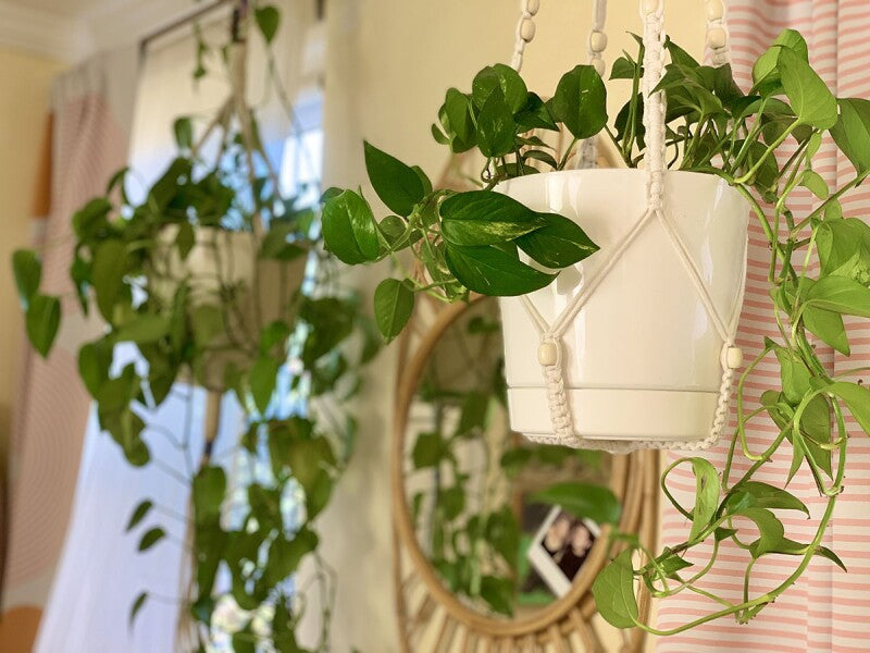 5 Best Low-Maintenance Indoor Hanging Plants For Your Home