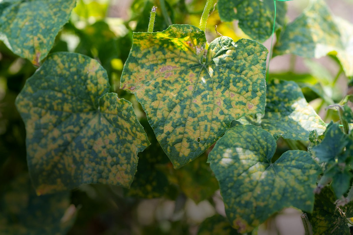 How to Remove Fungus from Plant Soil