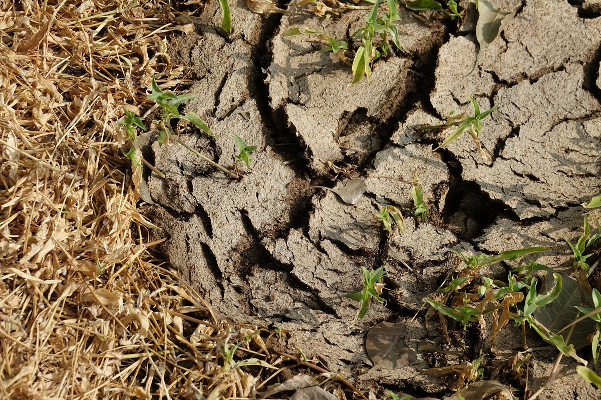Natural Ways to Prevent Soil Erosion with Plants and Groundcovers