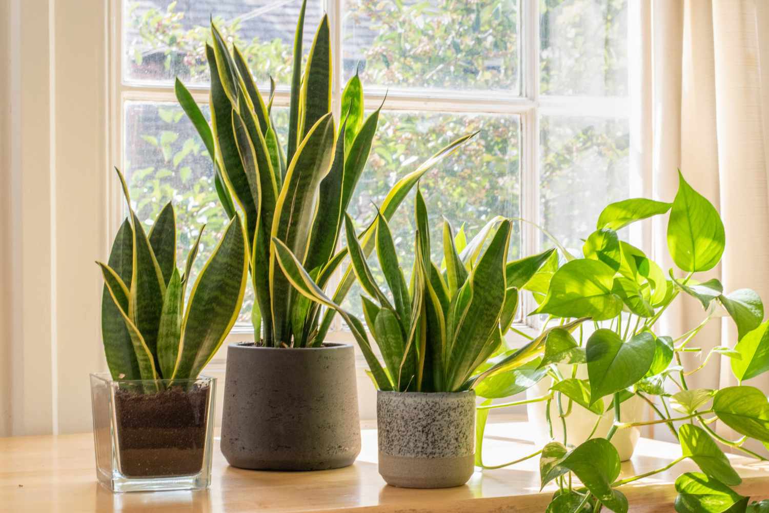 Snake Plant Benefits: Why You Need It at Home