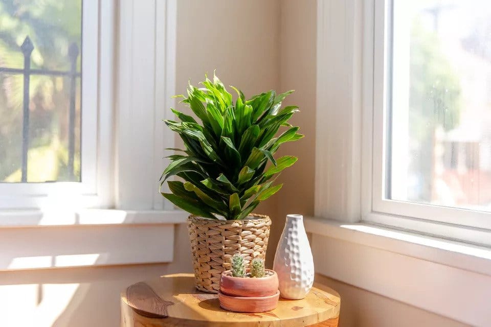 6 Types Of Dracaena To Add To Your Houseplant Collection