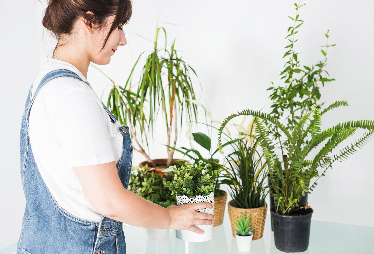 Indoor Plants for Propagation: Easy-to-Grow Plants You Can Multiply at Home