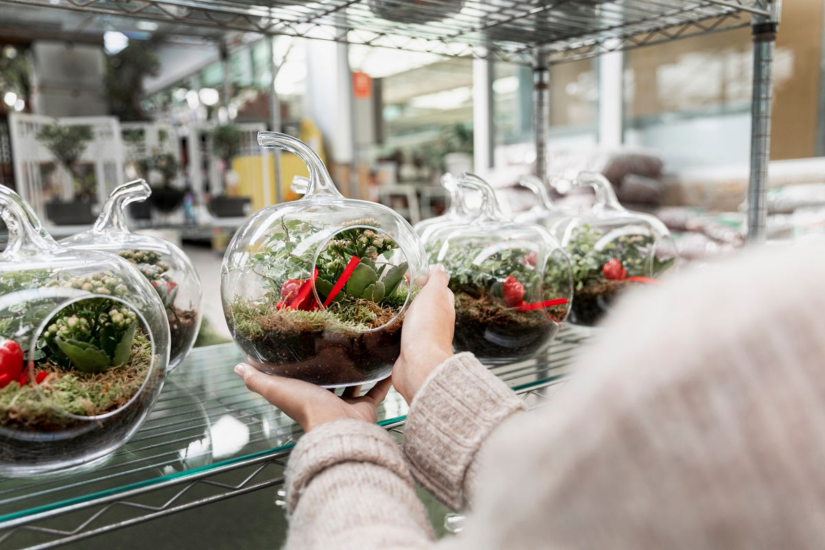 Terrarium Plants: Create Your Own Mini Garden Indoors