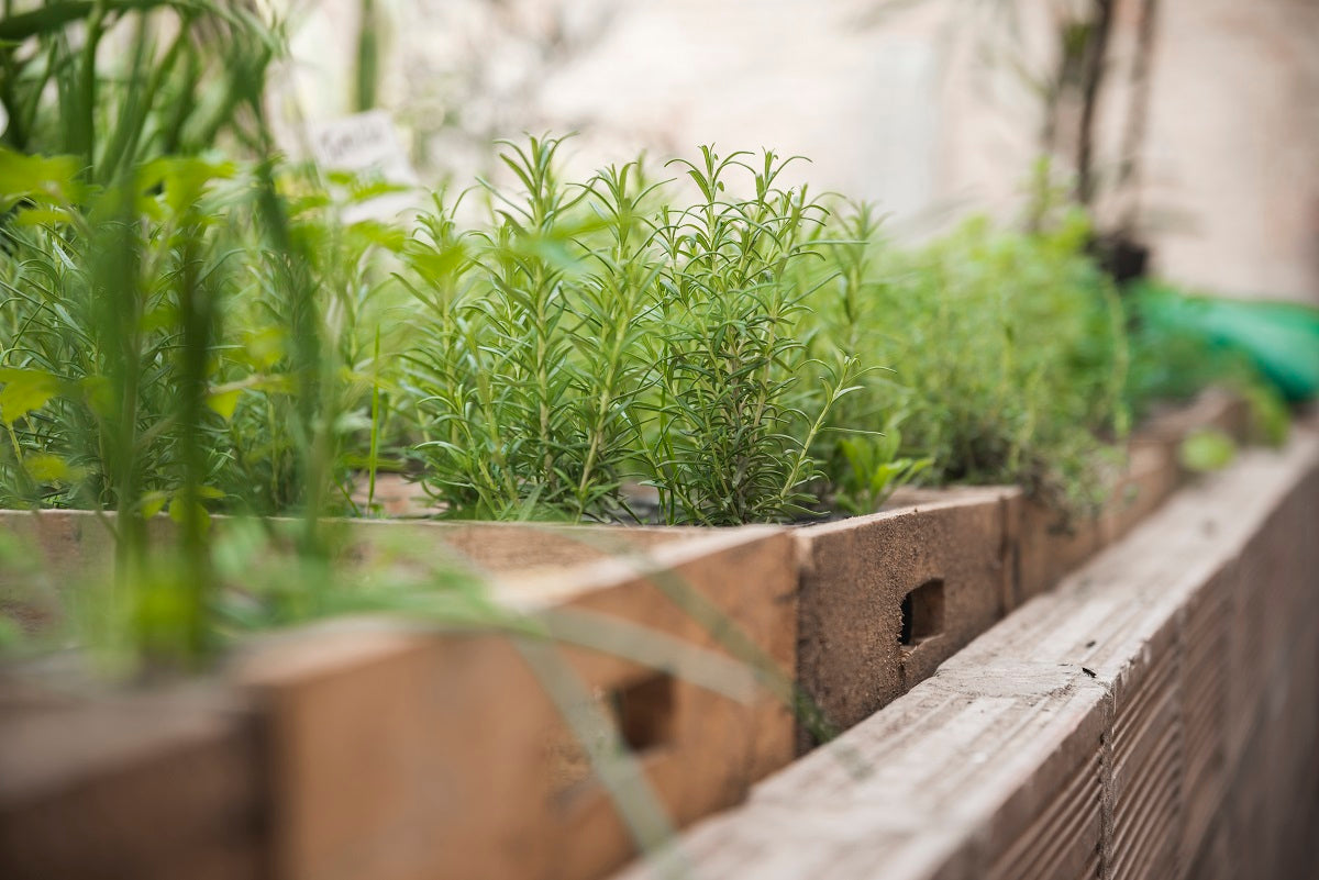 Top 10 Herbs to Grow at Home for Fresh Flavor All Year Round